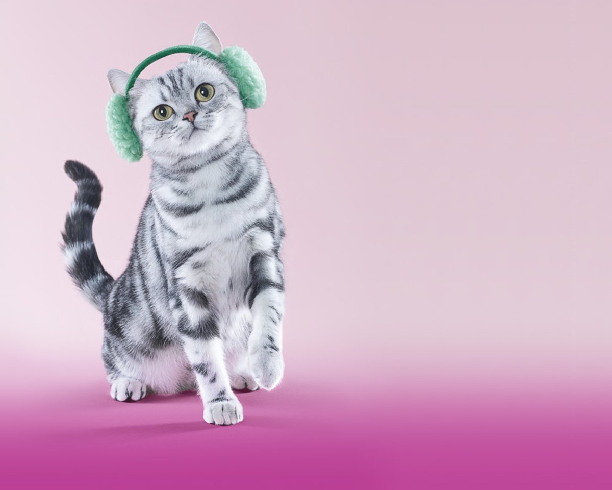 Котик вискас