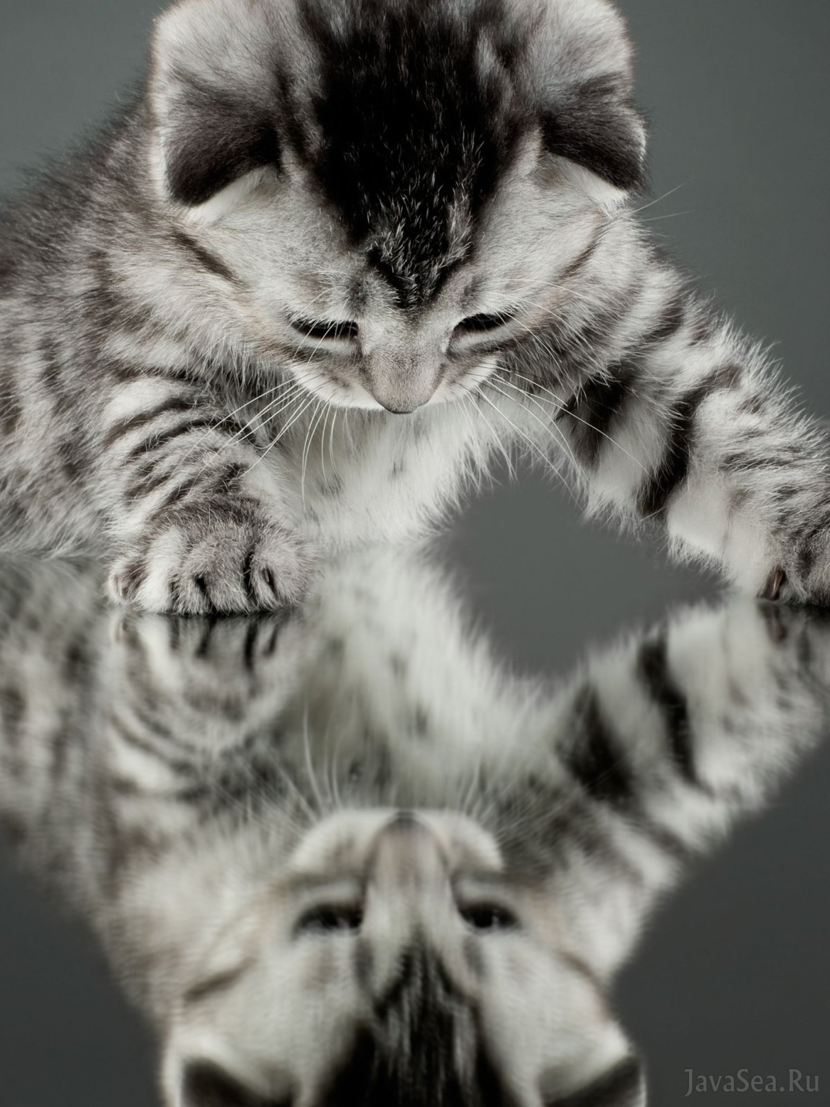 Отражение котенка