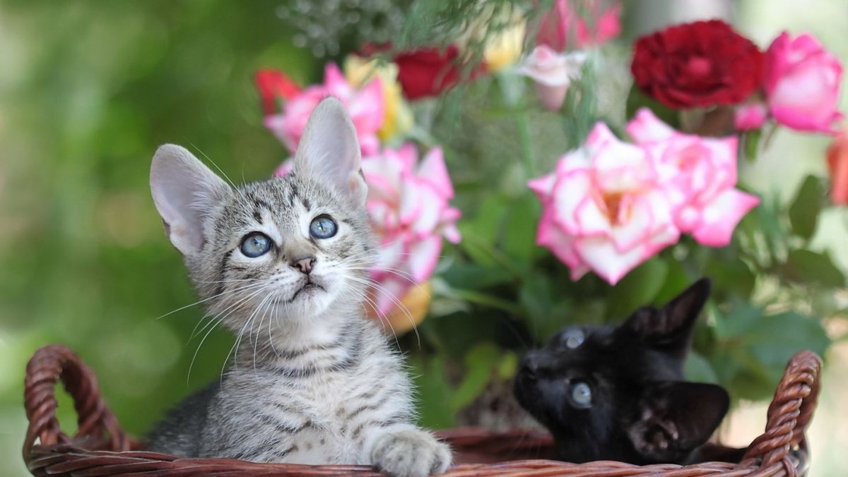 Котенок с цветочком