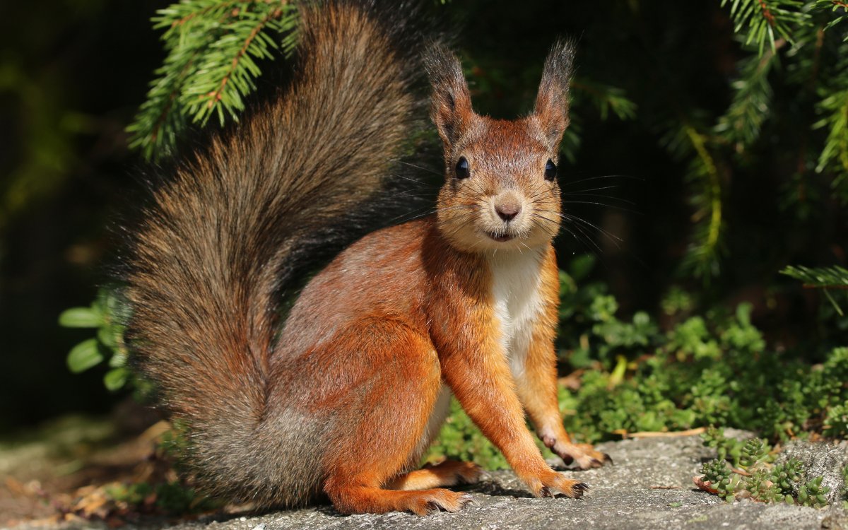 Белка Лесная обыкновенная