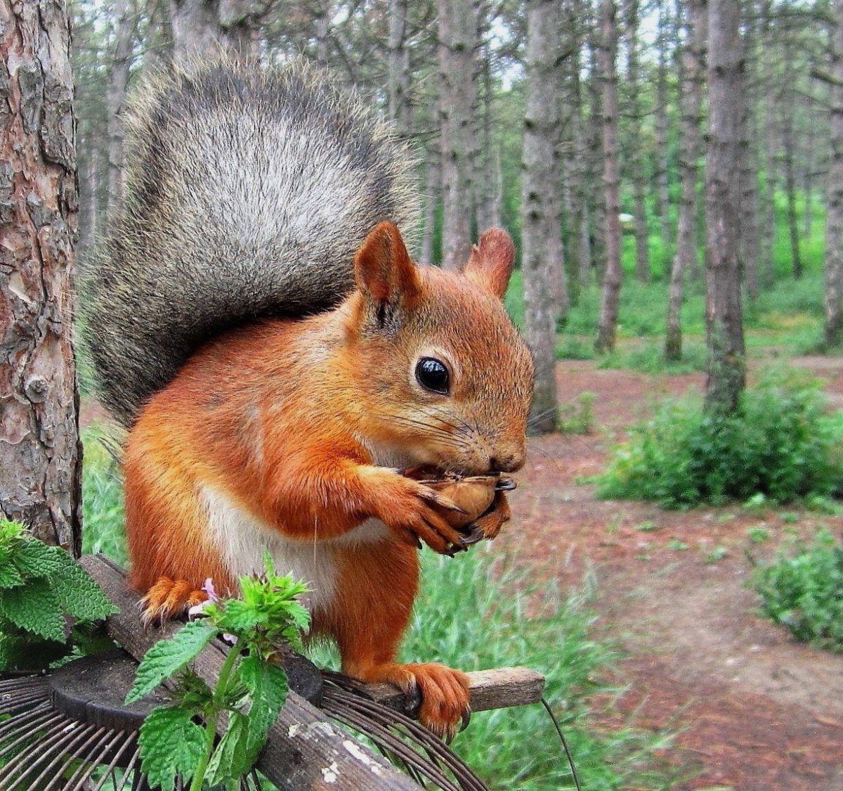 Лесные животные белка с бельчатами