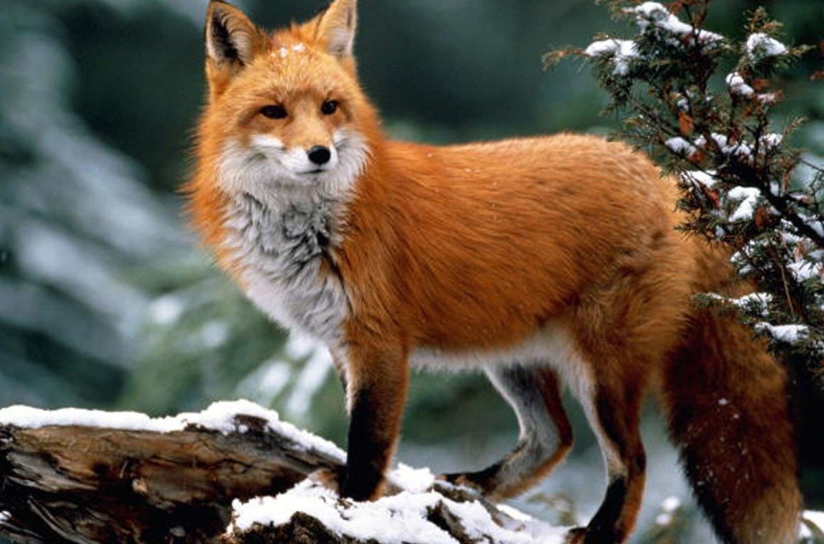 Лисица в Баргузинском заповеднике