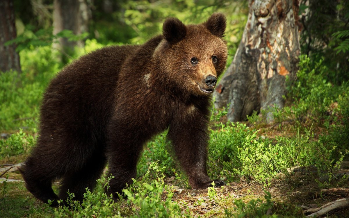 Бурый медведь Башкортостана