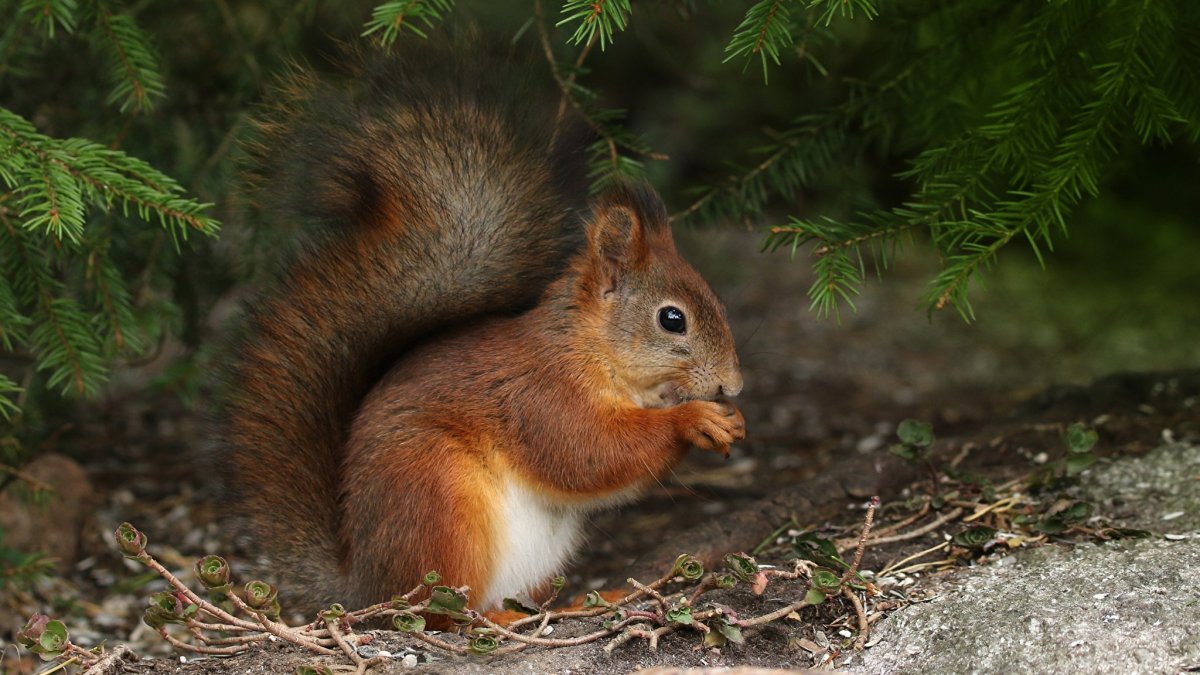 Звери в лесу