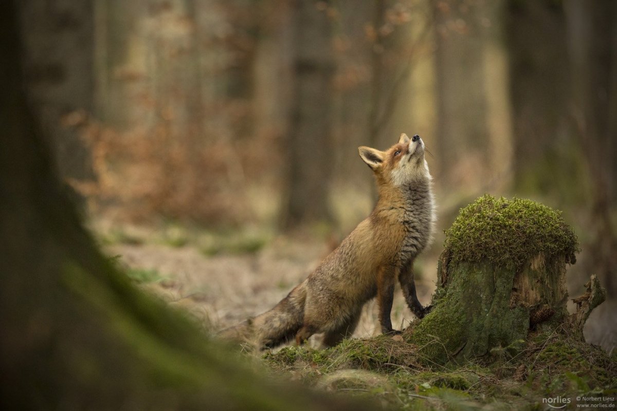 Лиса сидит на задних лапах