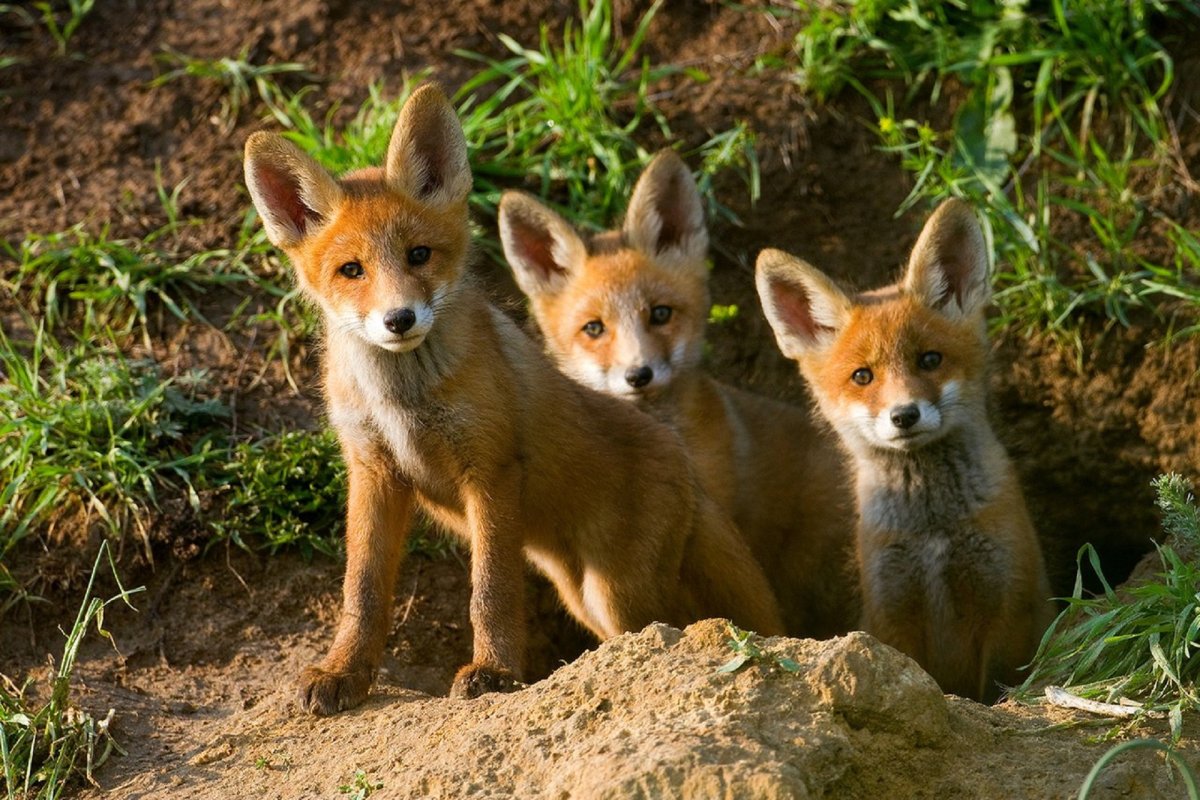 Лесные звери