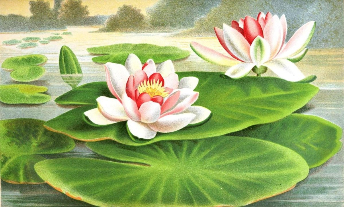 Nymphaea Lotus иллюстрации