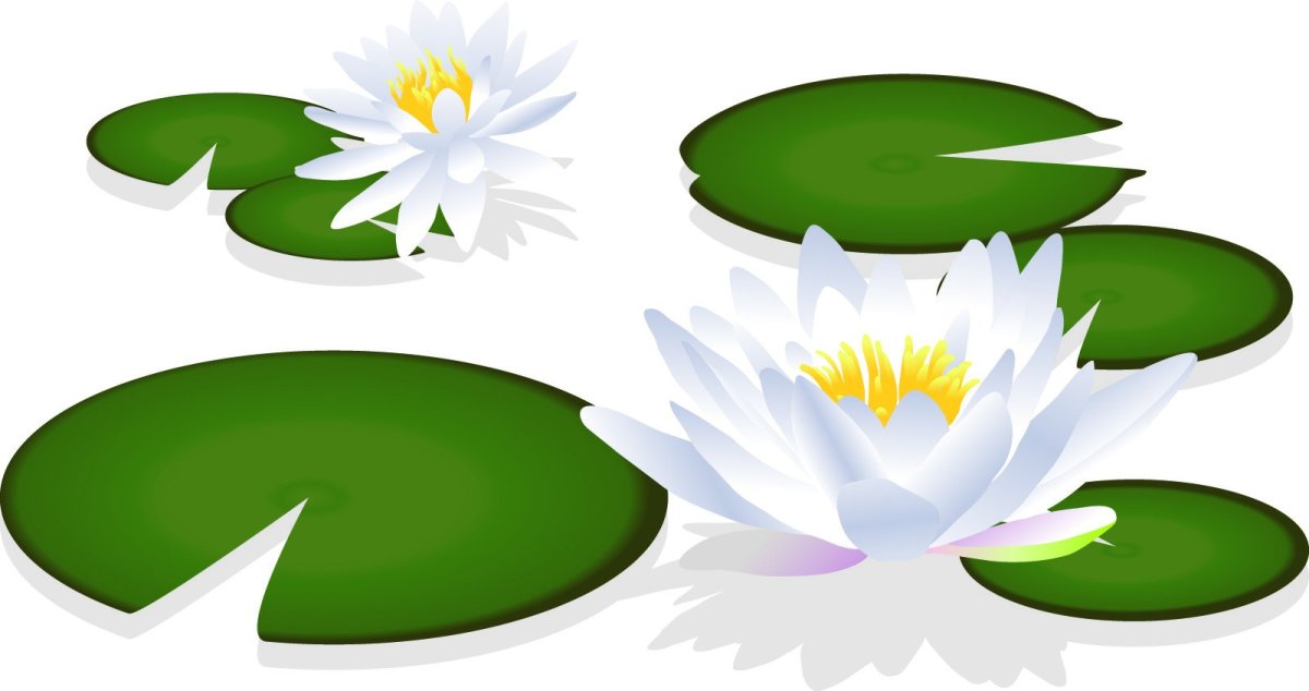 Кувшинка для детей