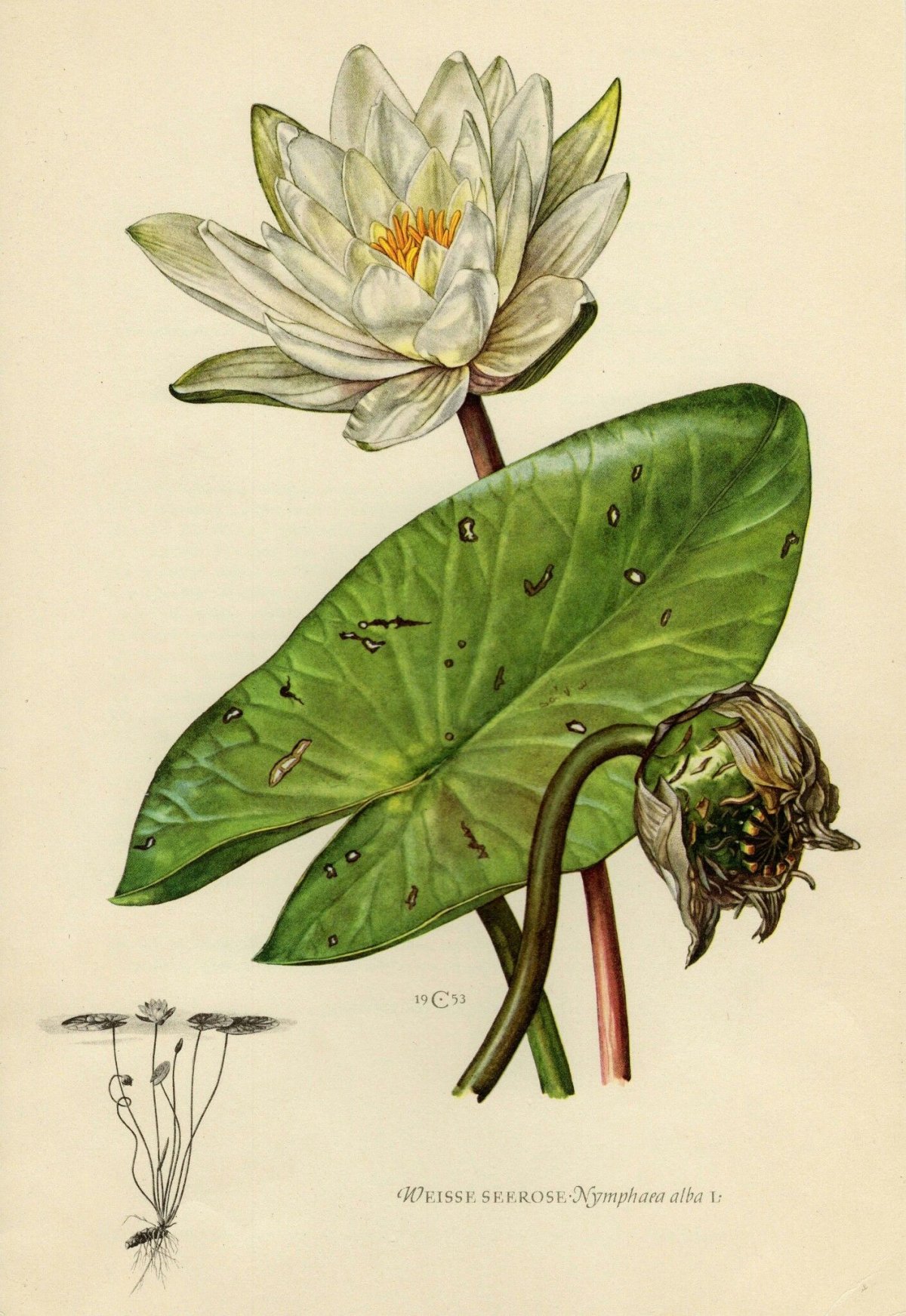 Кувшинка Ботанический атлас