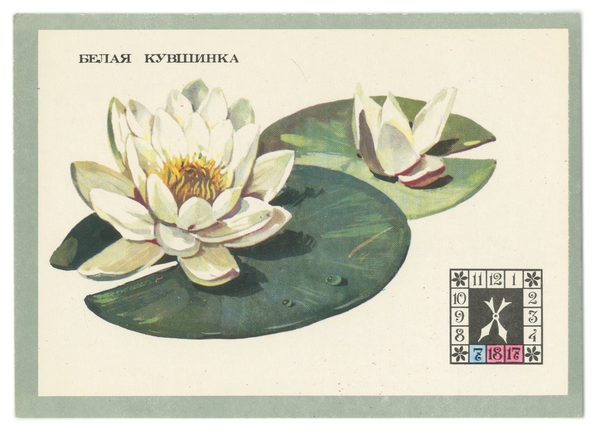 Кувшинка белая нарисовать