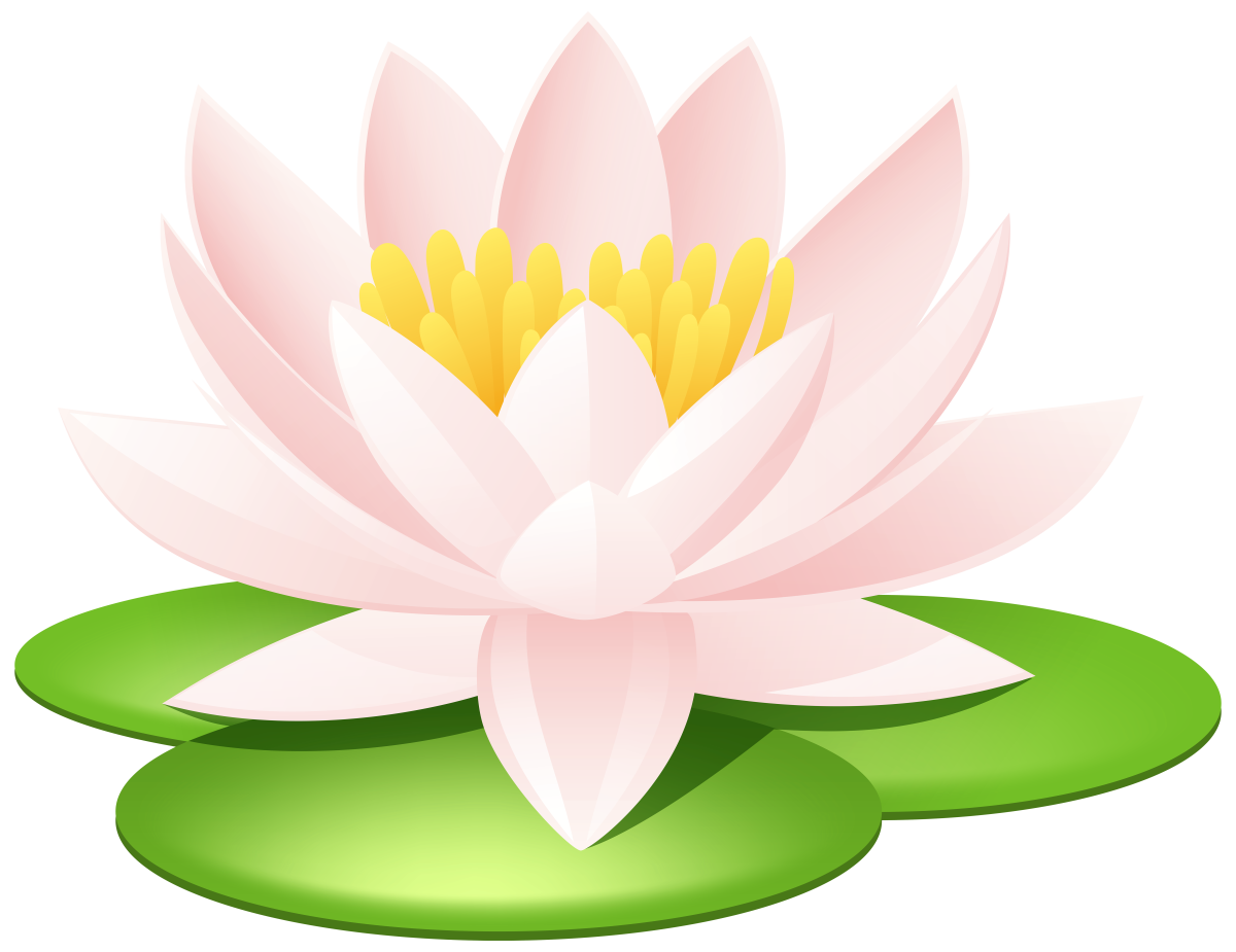 Лотос кувшинка водяная Лилия на белом фоне