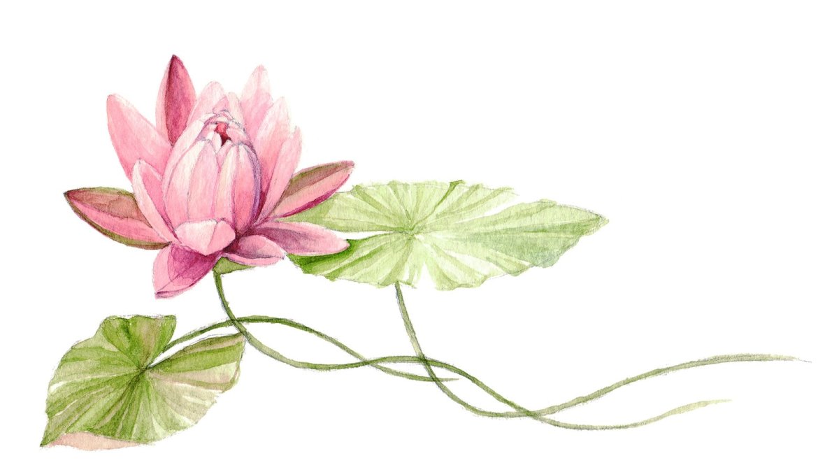 Кувшинка акварель на белом фоне