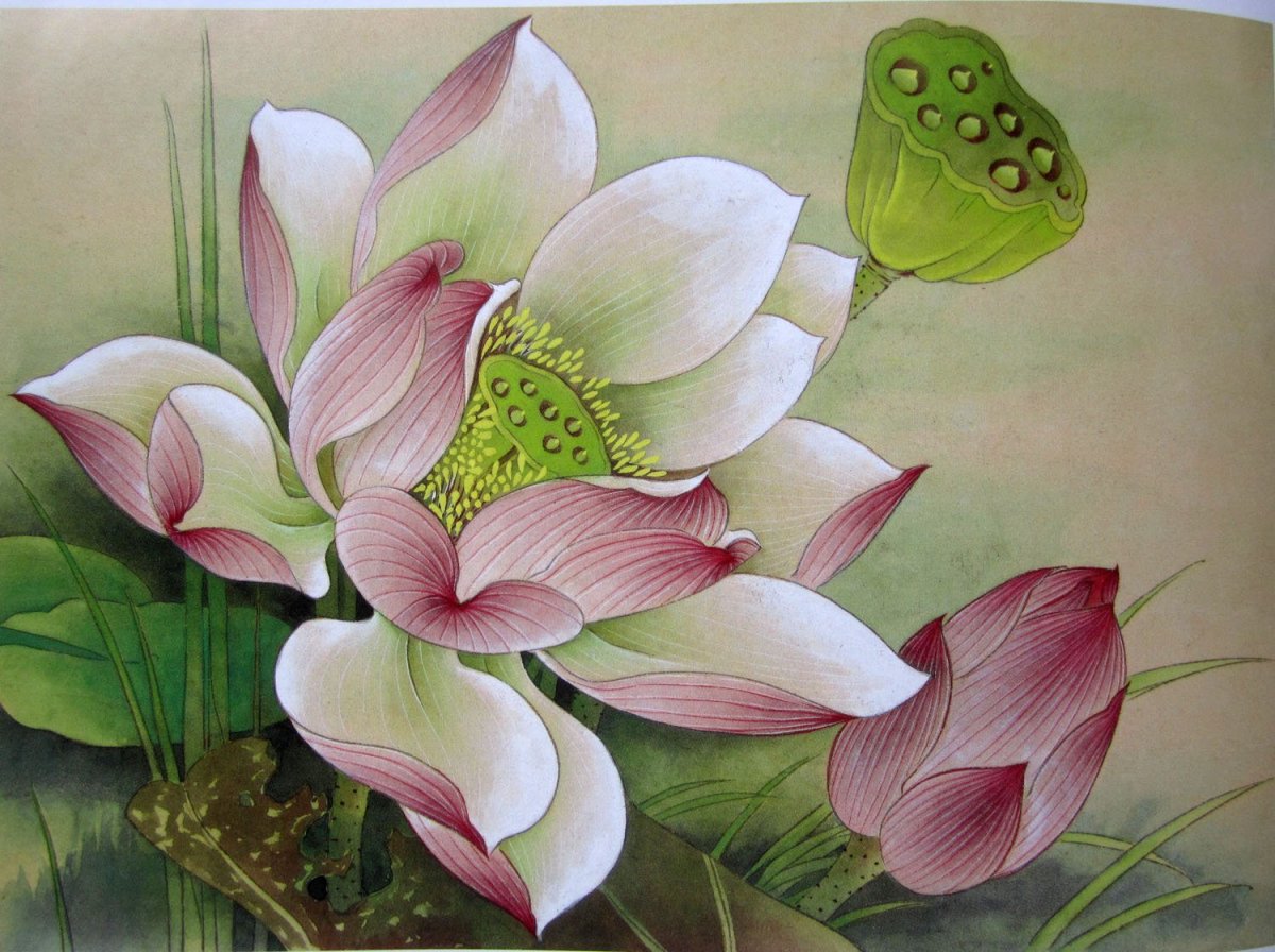 Цветок лотоса гунби