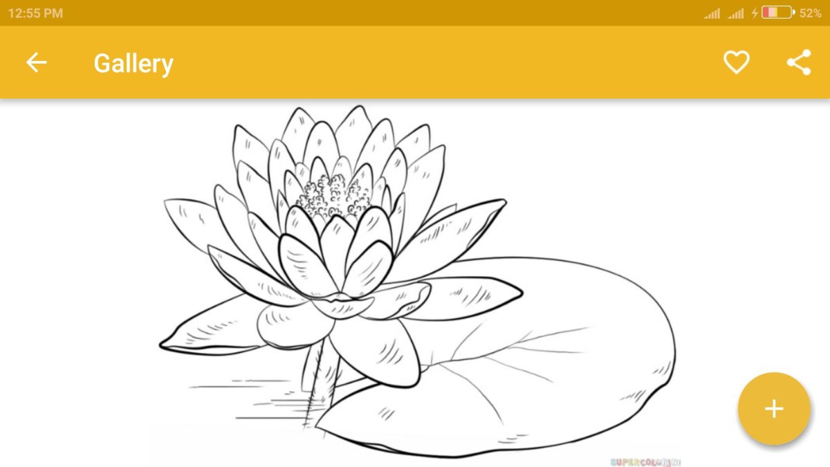 Кувшинка белая водяная Лилия