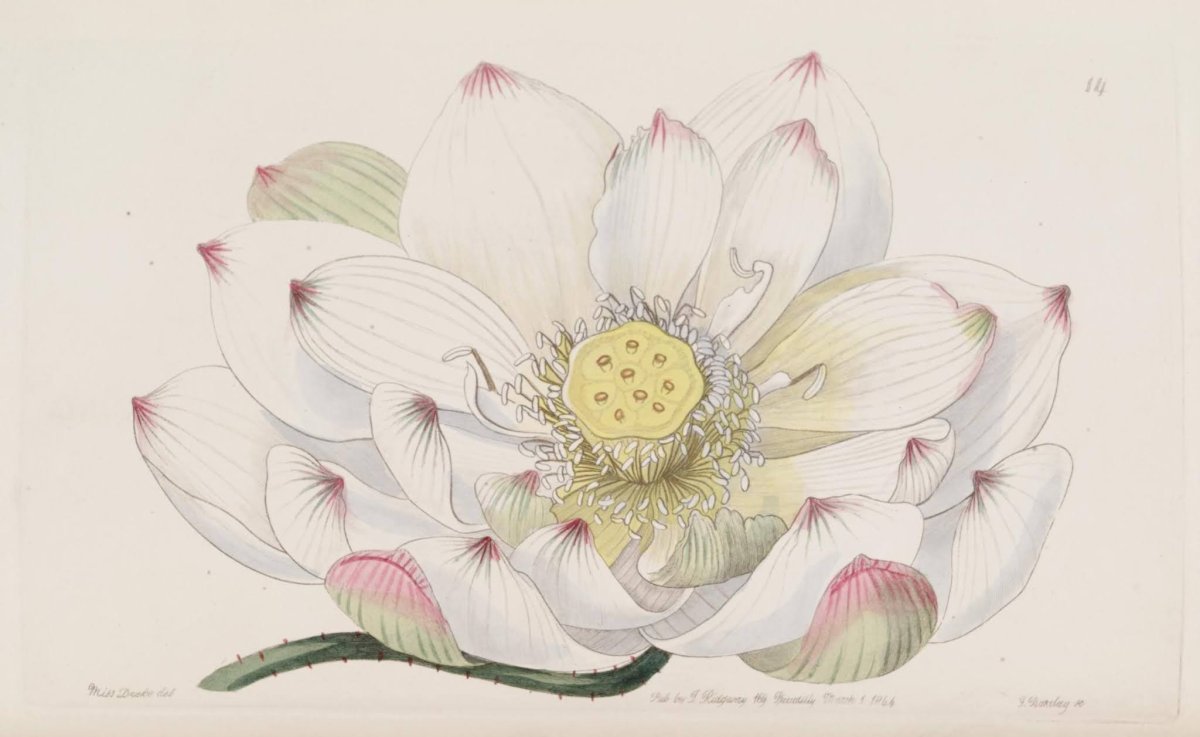 Лотос Ботаническая иллюстрация