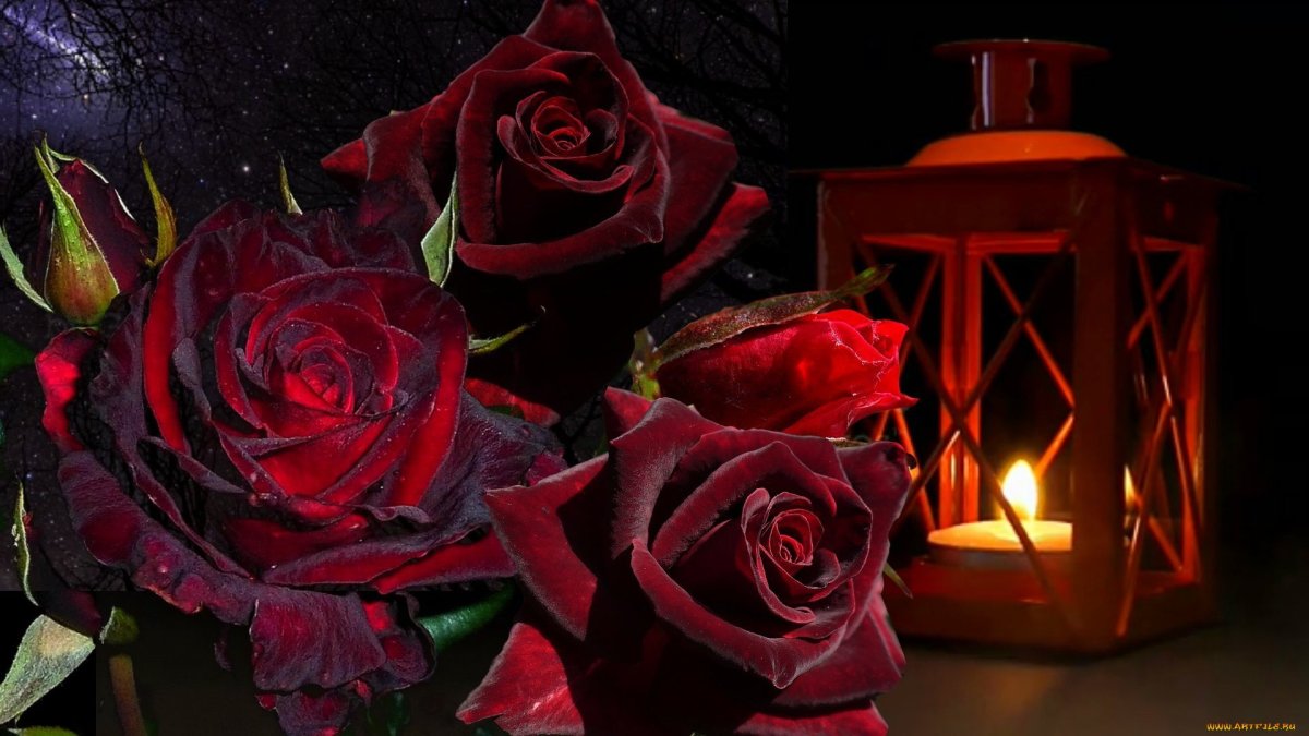 Красивые вечерние розы