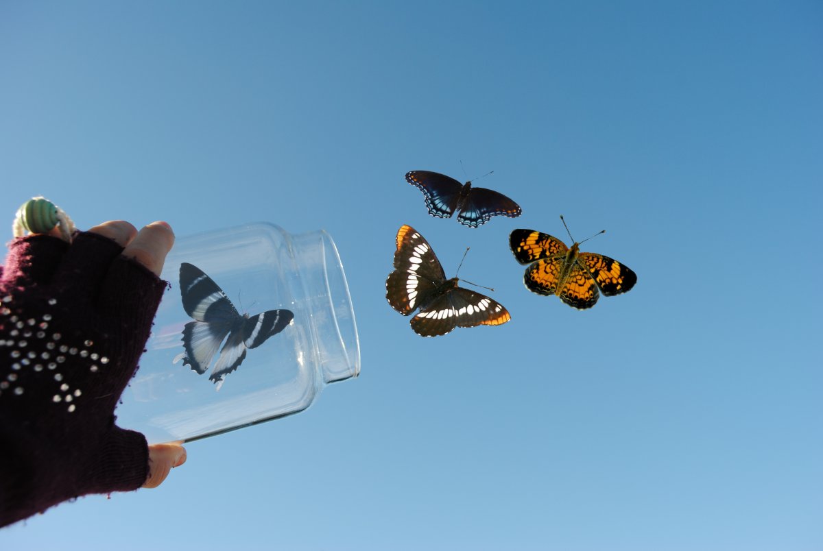 Отпускайте бабочек