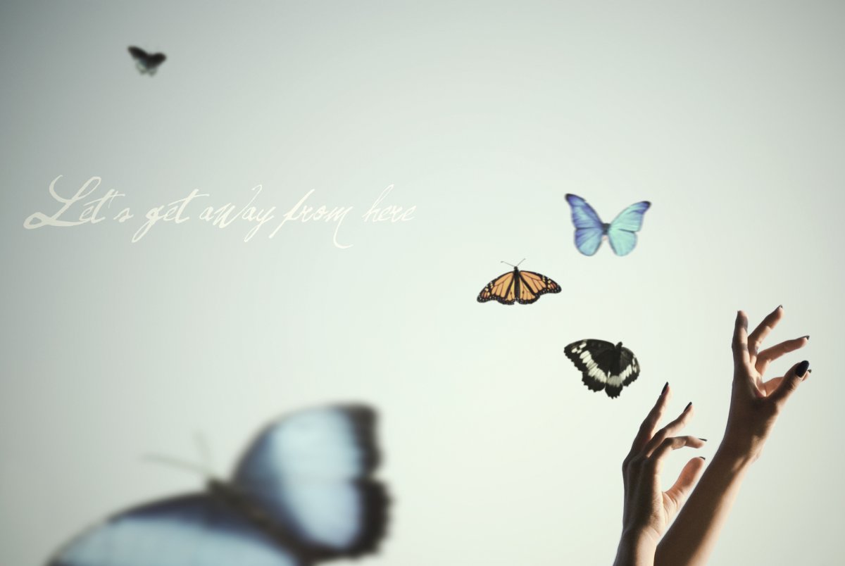 Стайка бабочек на прозрачном фоне