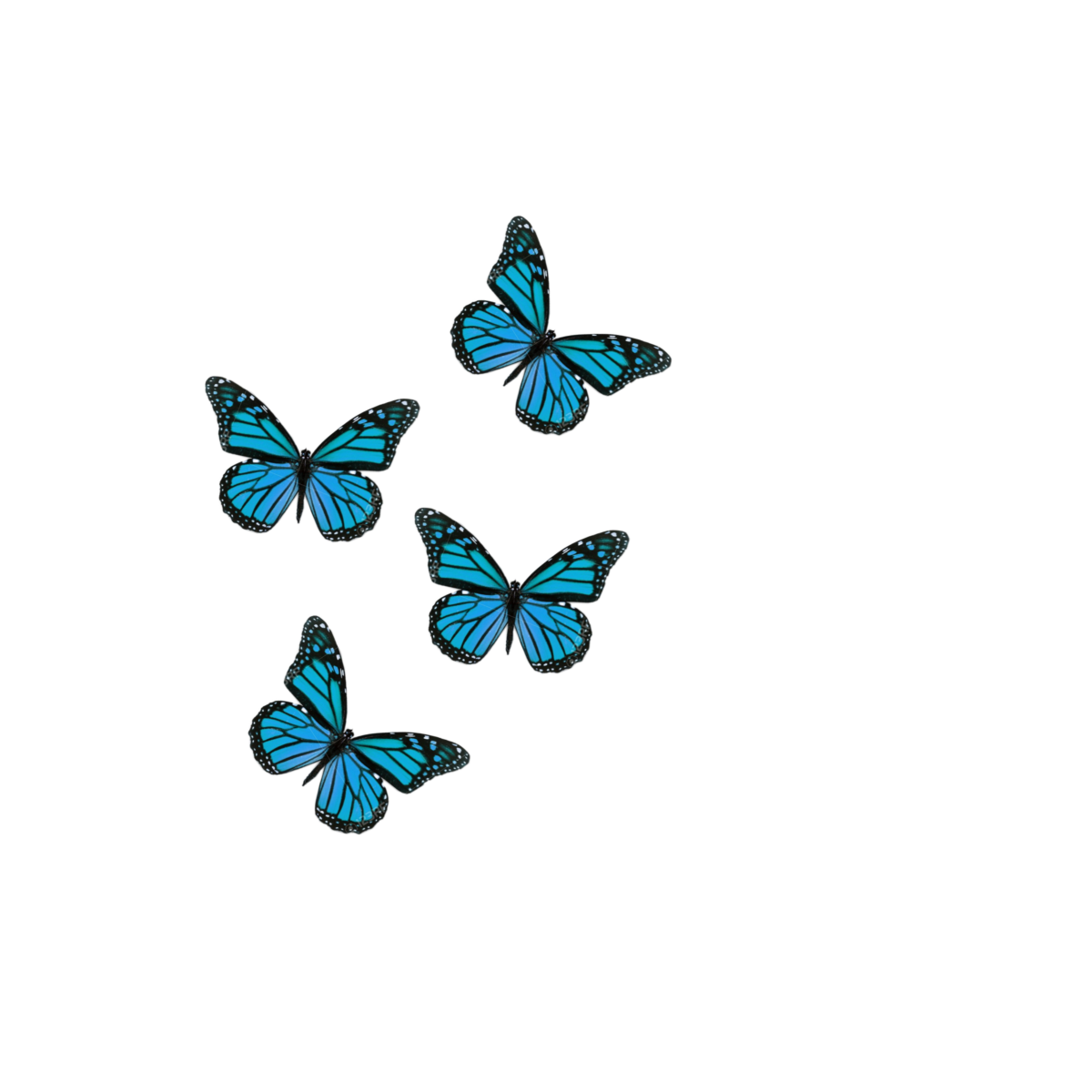 Много бабочек на прозрачном фоне