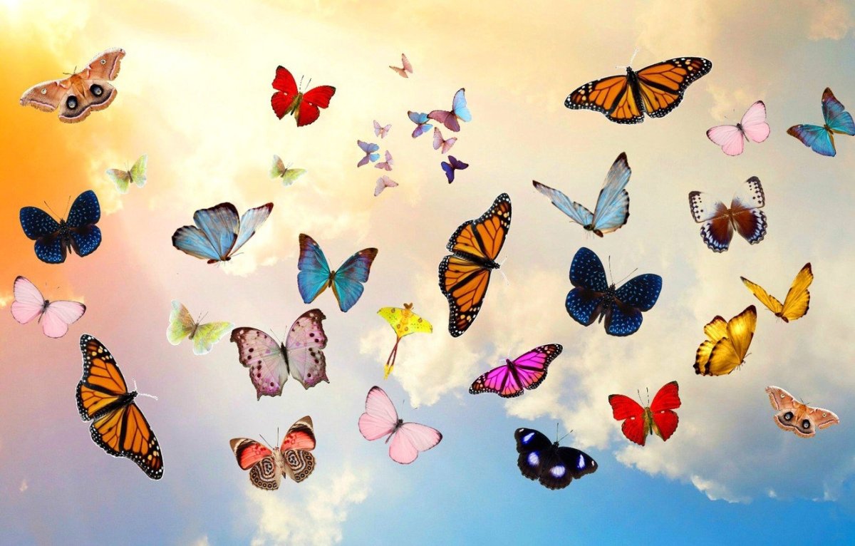 Футаж бабочки летают на прозрачном фоне