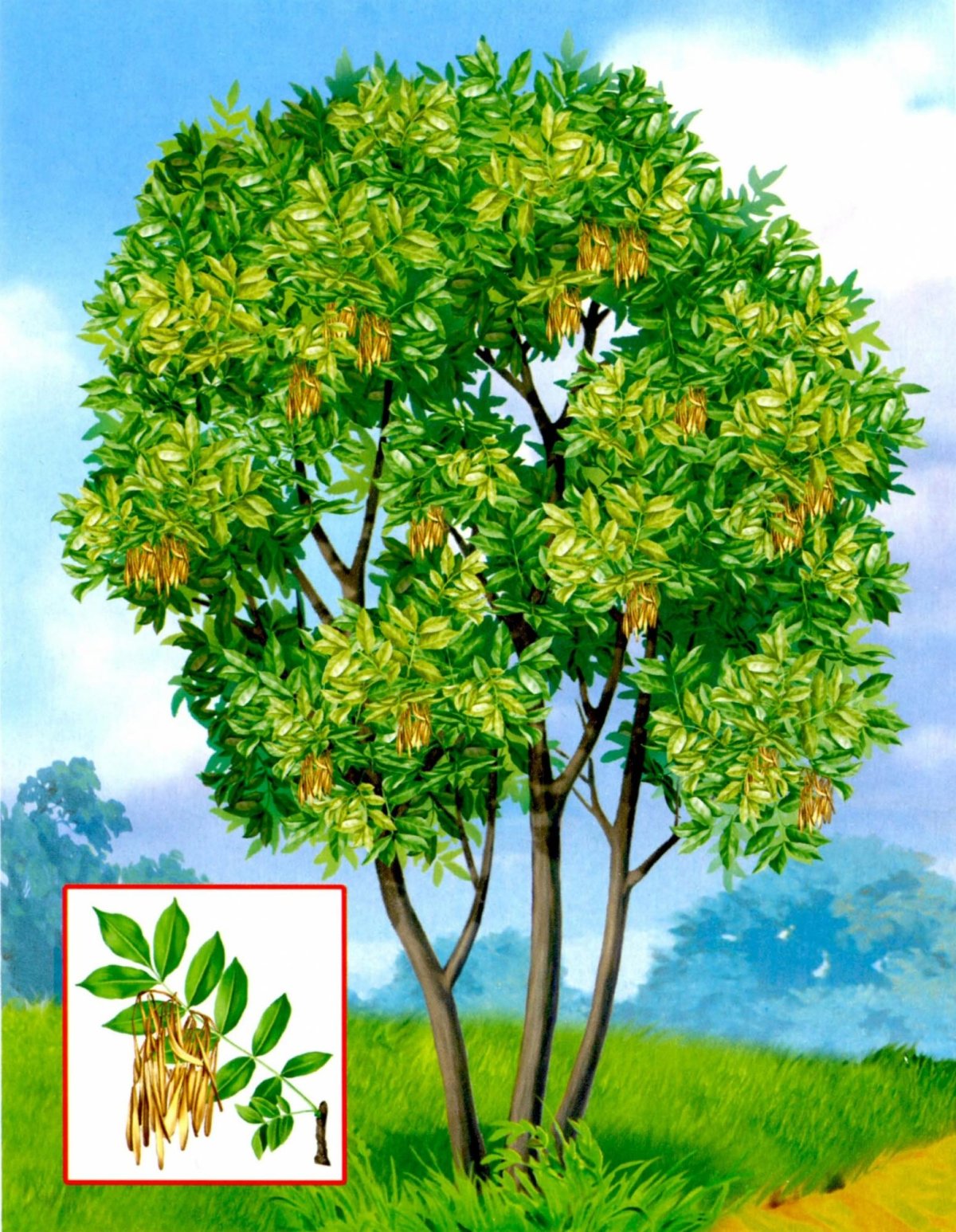 Обучающие карточки. Деревья.