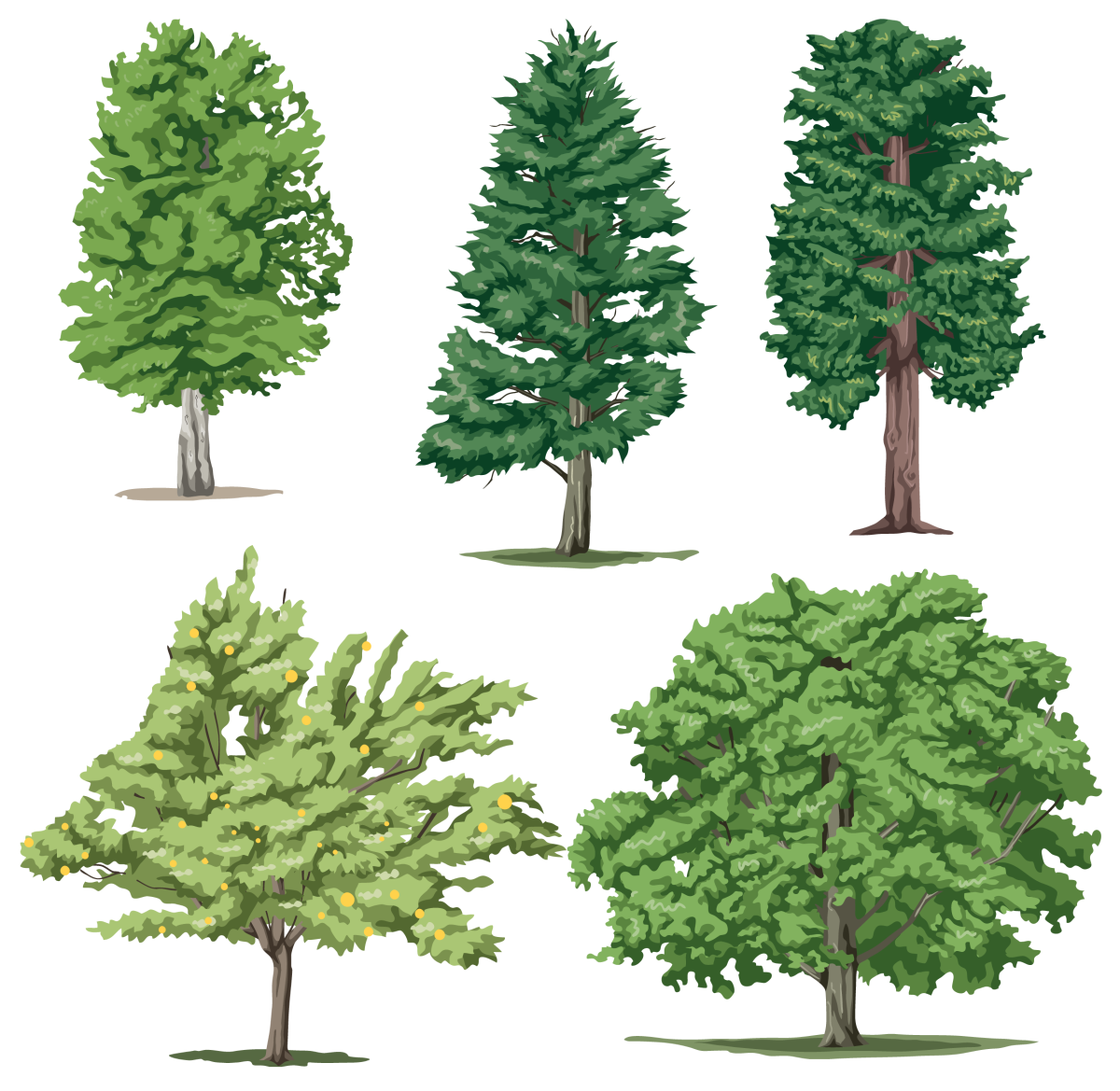 Деревья ддлядошкольников