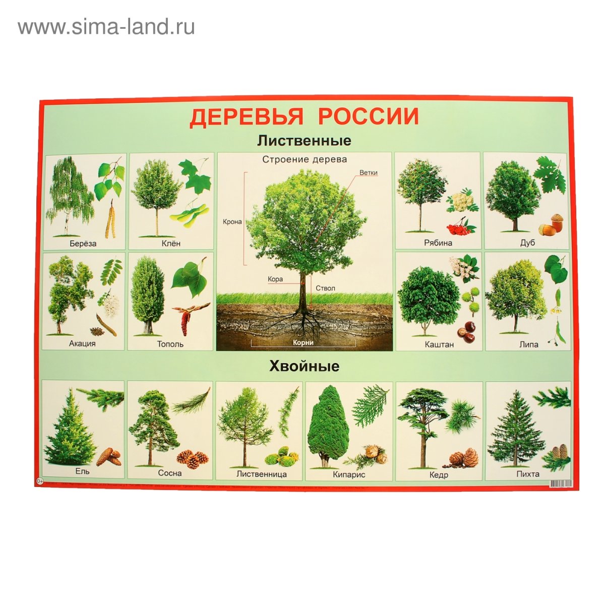 Лиственные деревья названия