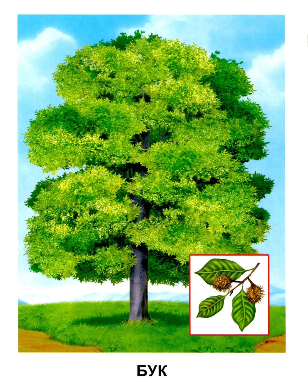 Карточки деревья для детей