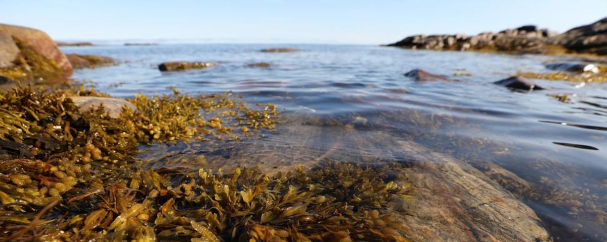 Белое море волны