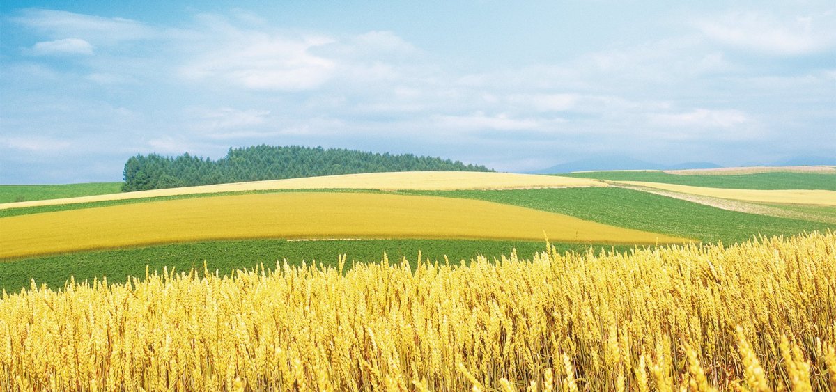 Поле пшеницы панорама