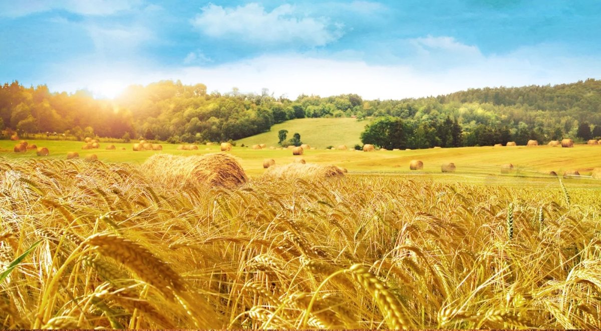 Хлебные поля России