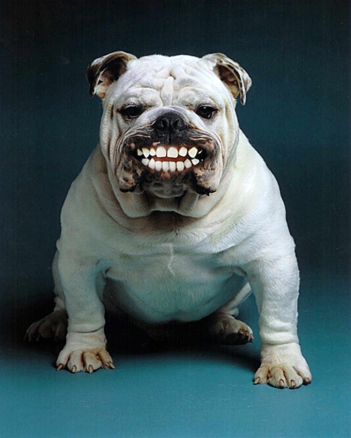 Английский бульдог белый