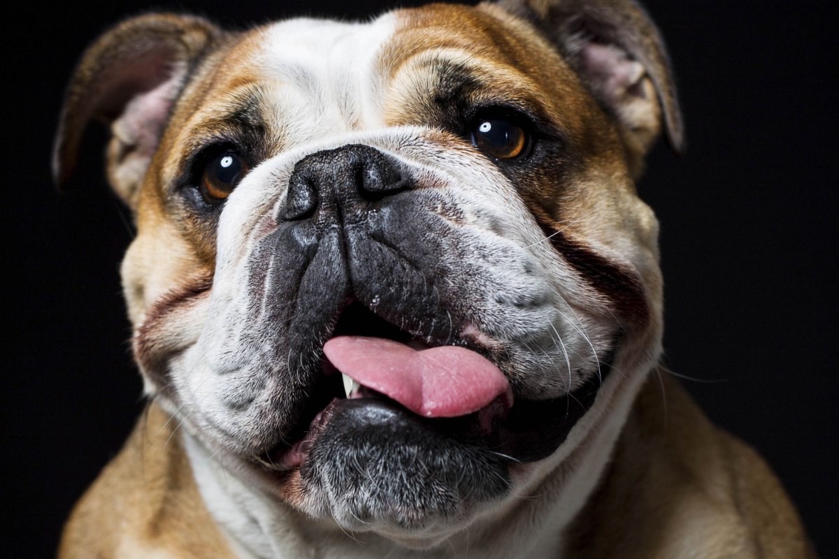 Собака английский бульдог злой