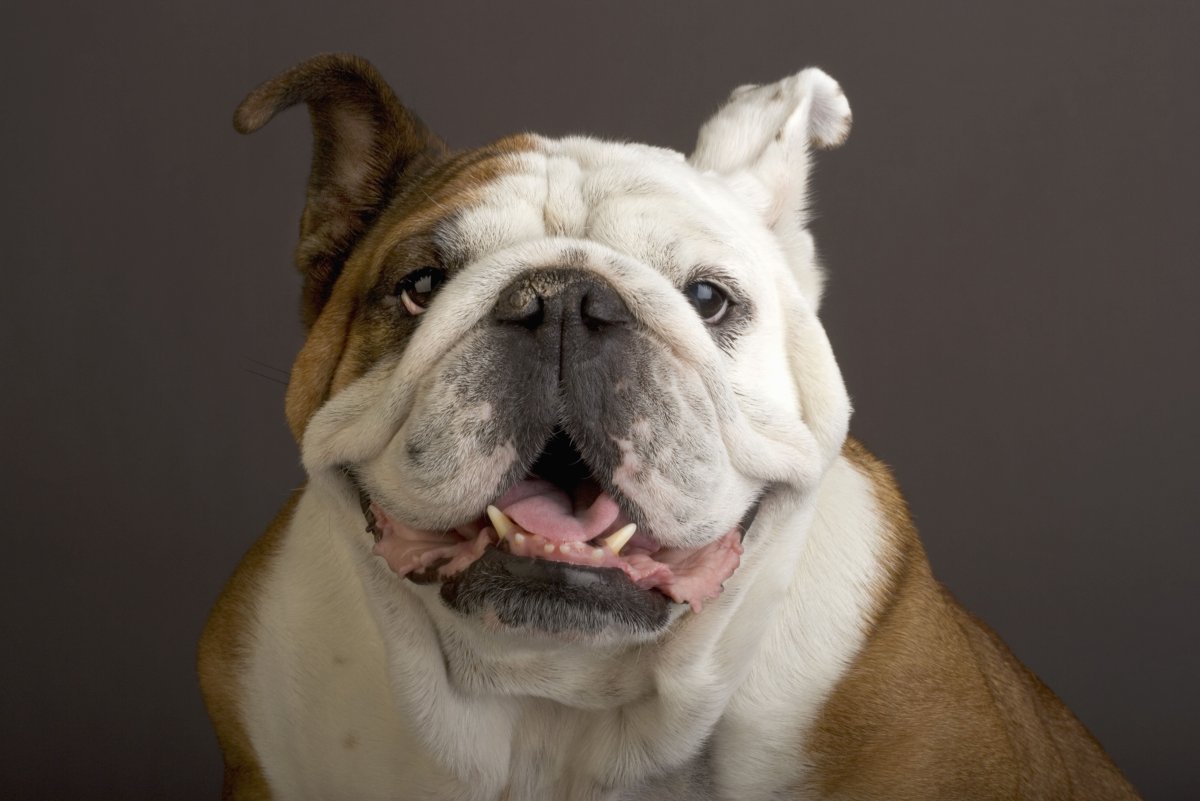 Английский бульдог злой