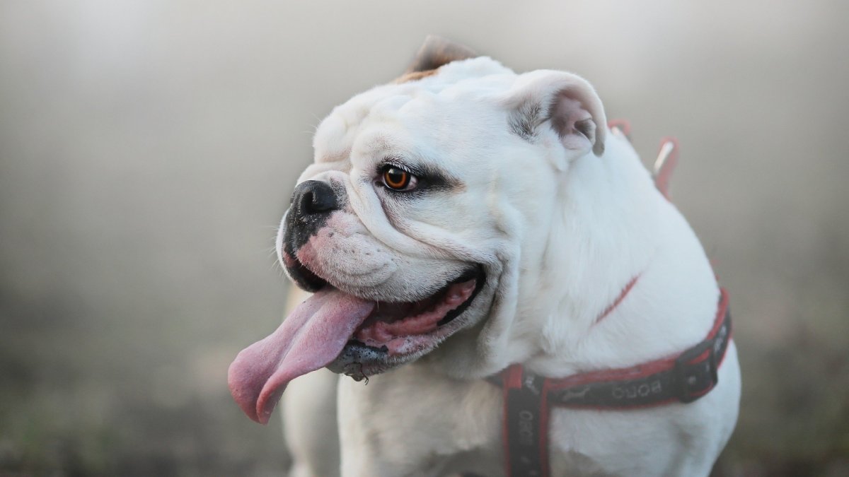 Американский бульдог черный