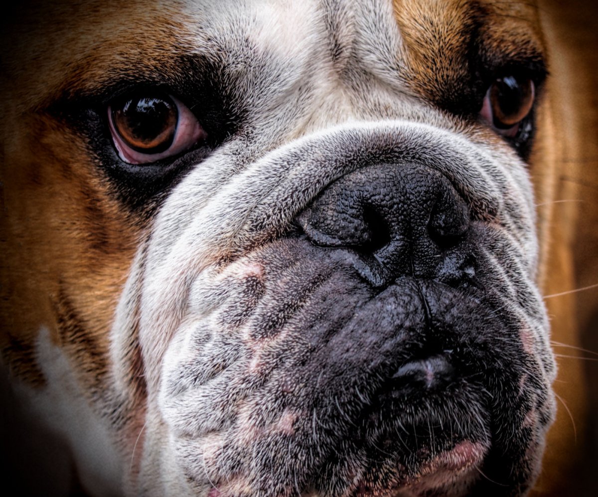 Бульдог на аву