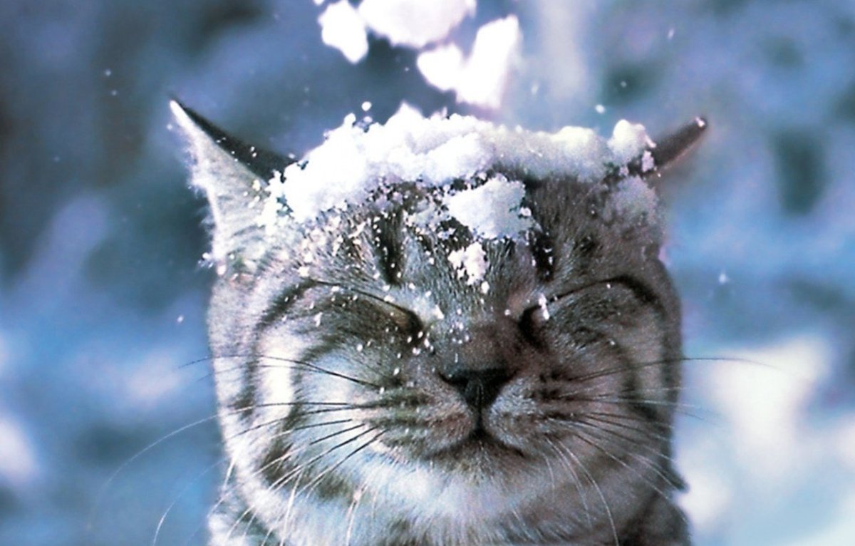 Зимние котики