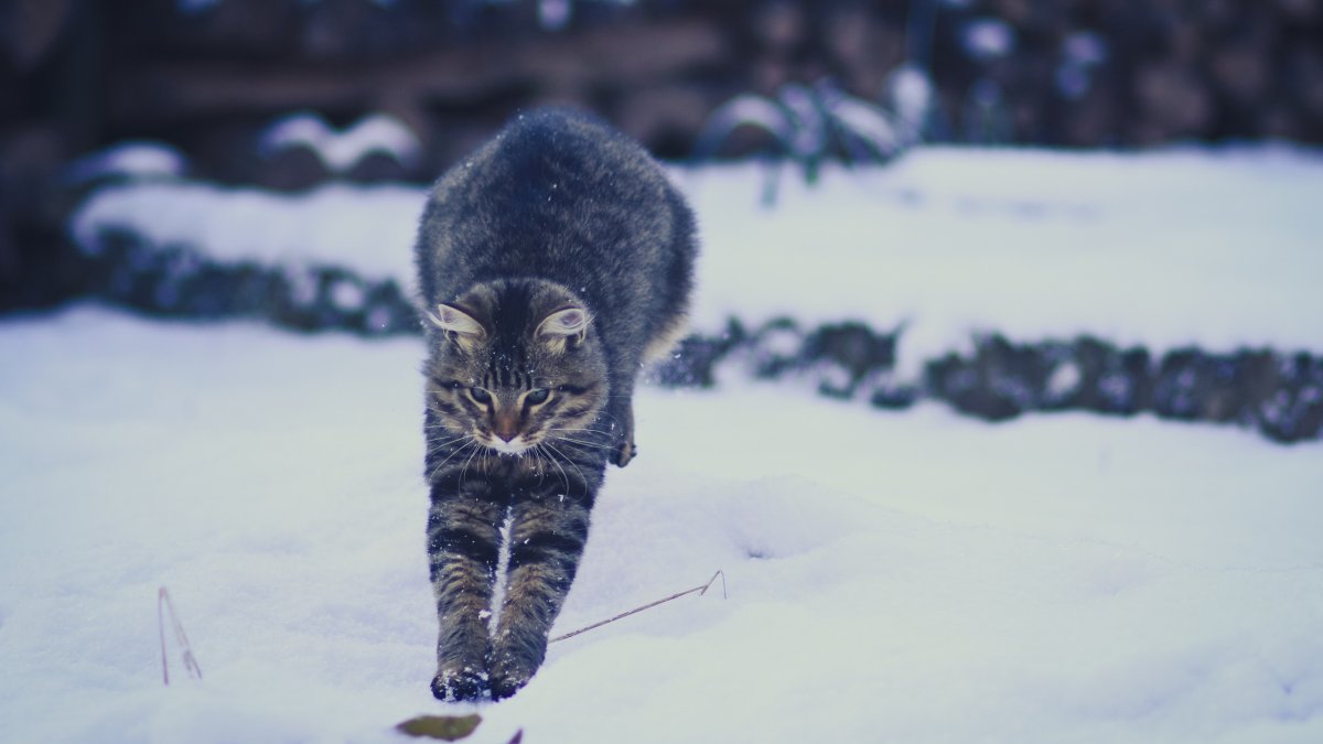 Кот в снежных горах