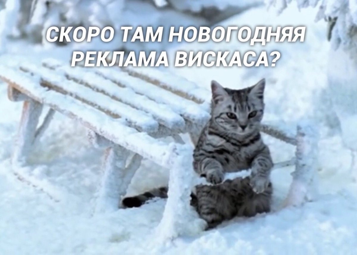 Коты на улице зимой