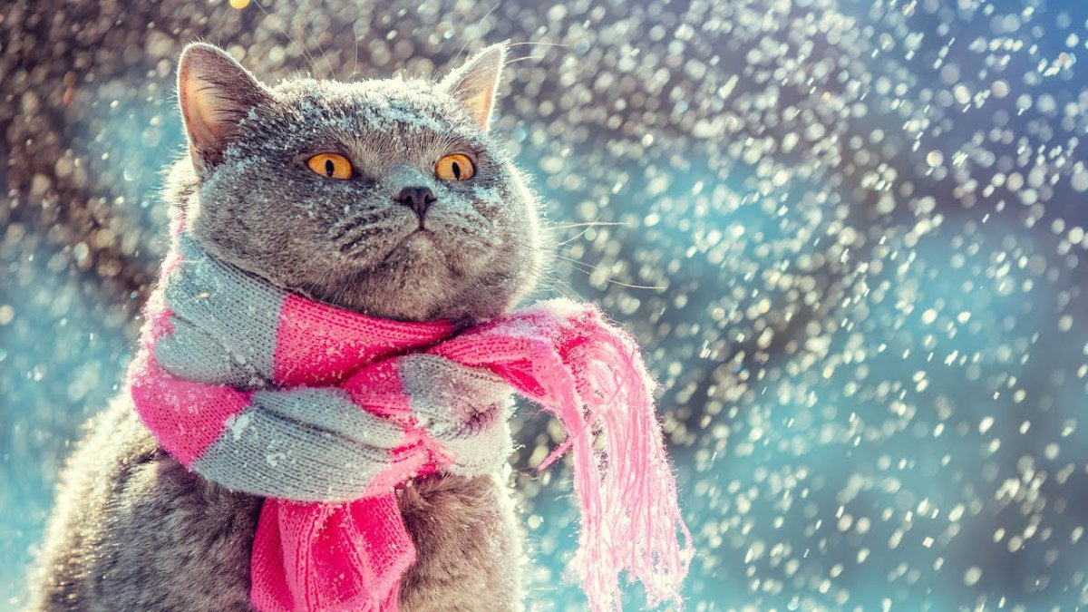 Котик в снегу с шарфом