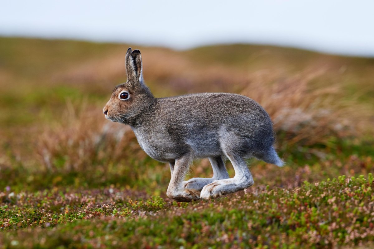 Заяц Беляк серый