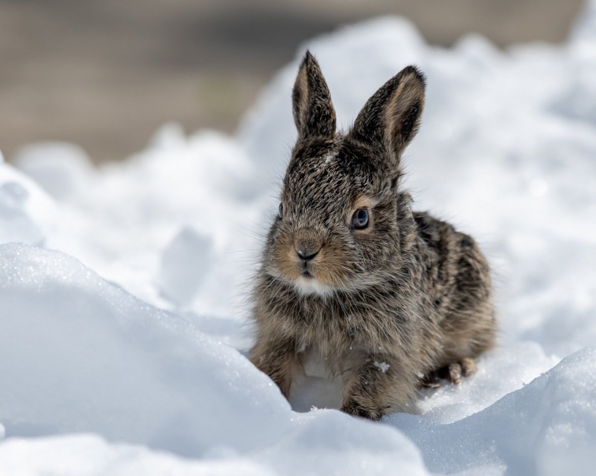 Заяц зимой