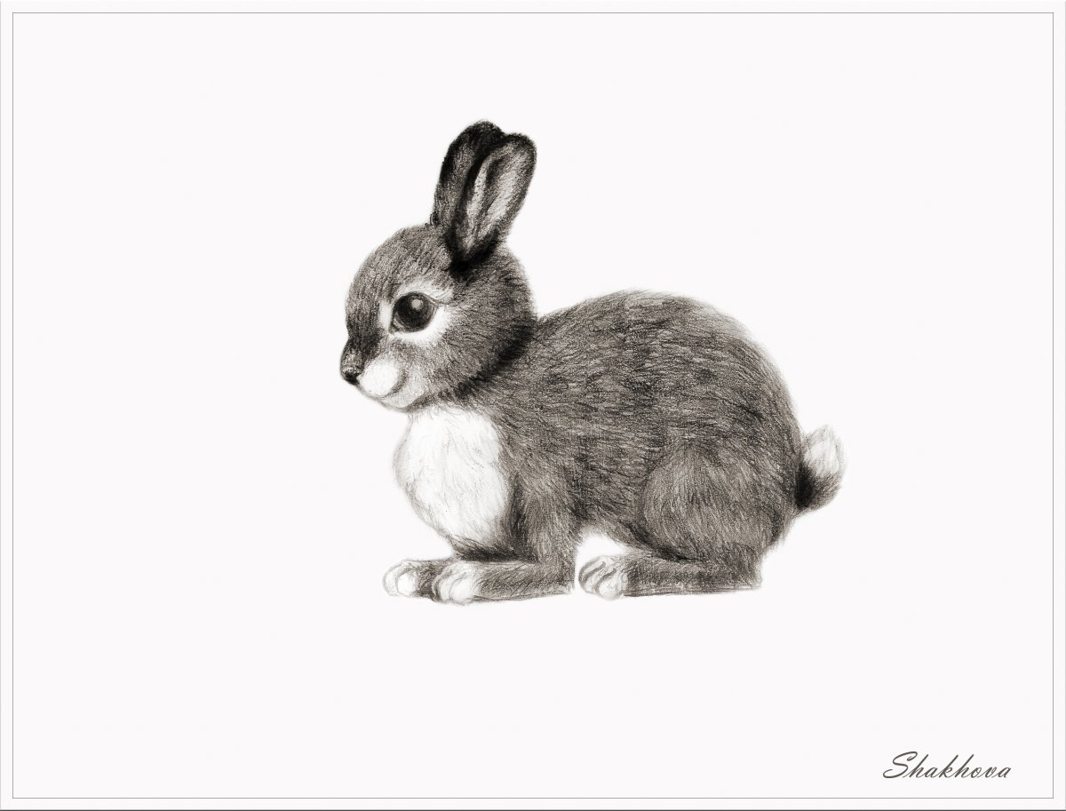 Заяц серый для детей