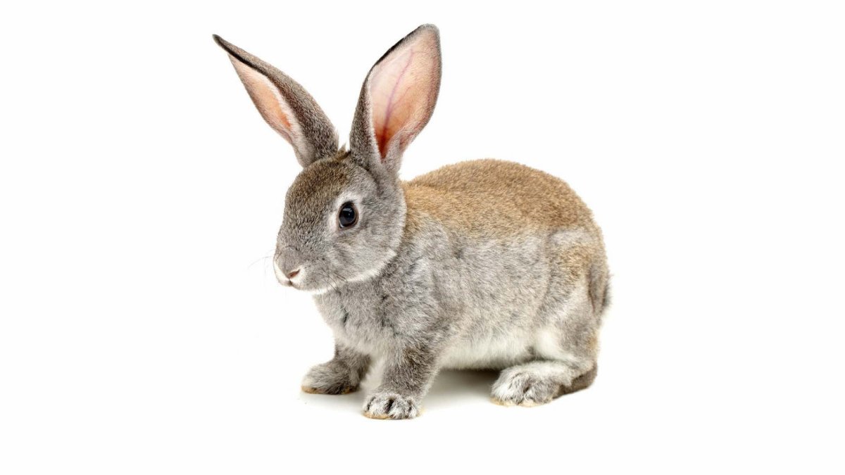 Заяц на белом фоне