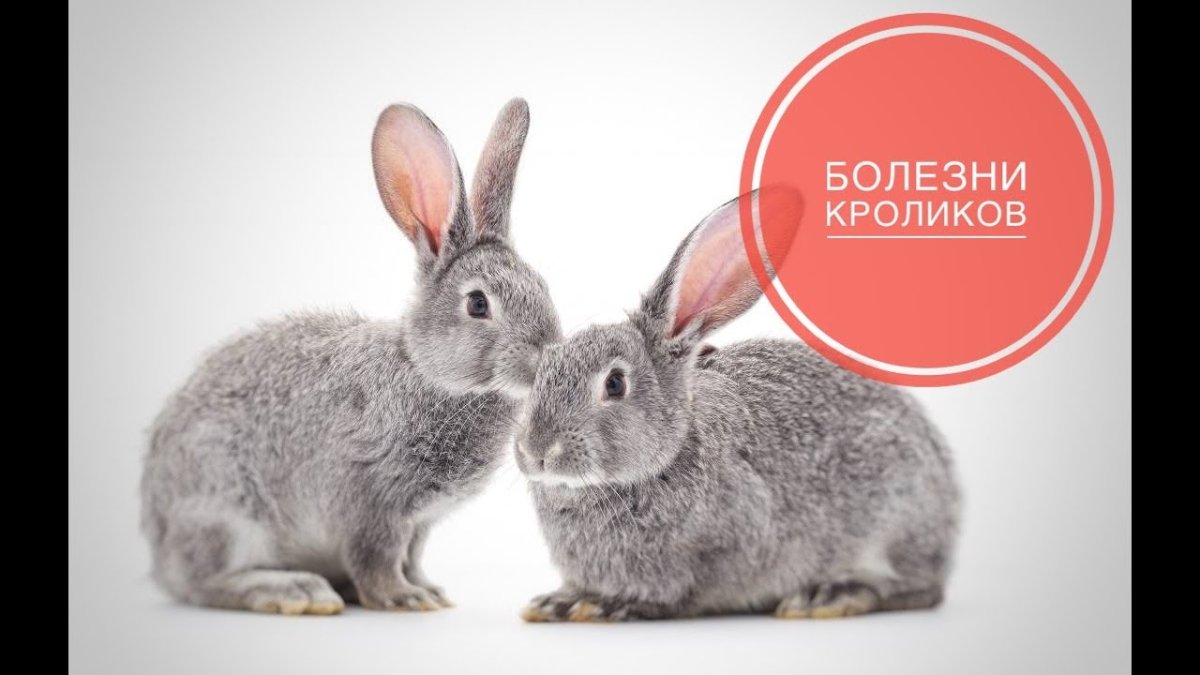 Кролик на белом фоне