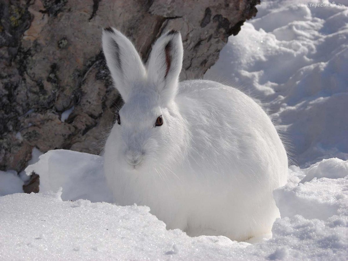 Заяц-Беляк – Lepus timidus Linnaeus, 1758