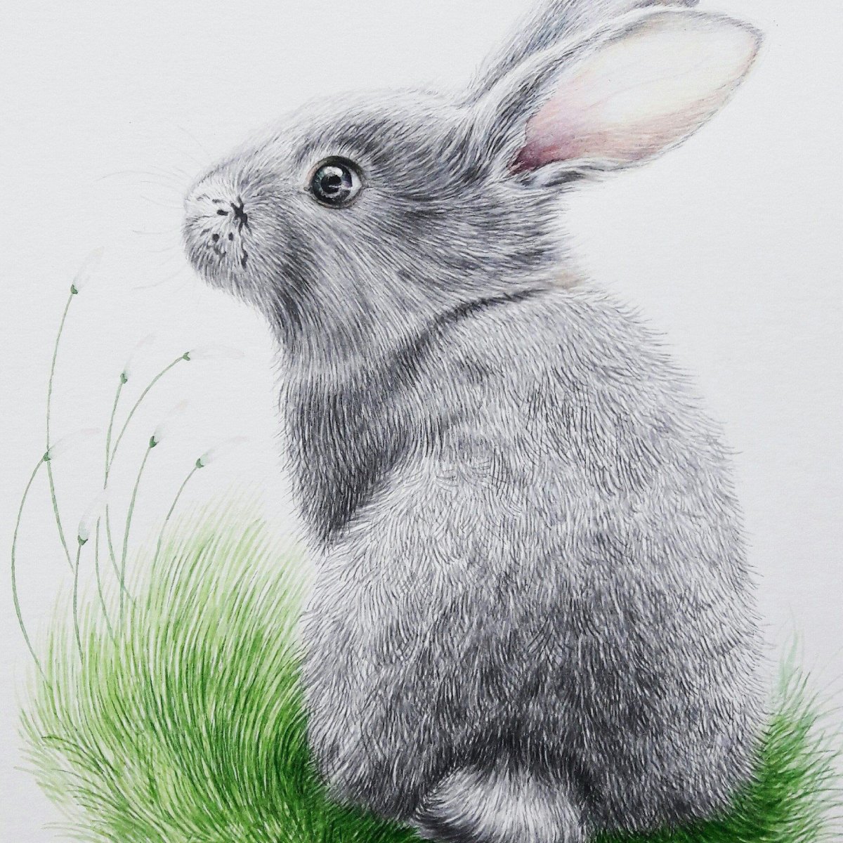 Кролик иллюстрация