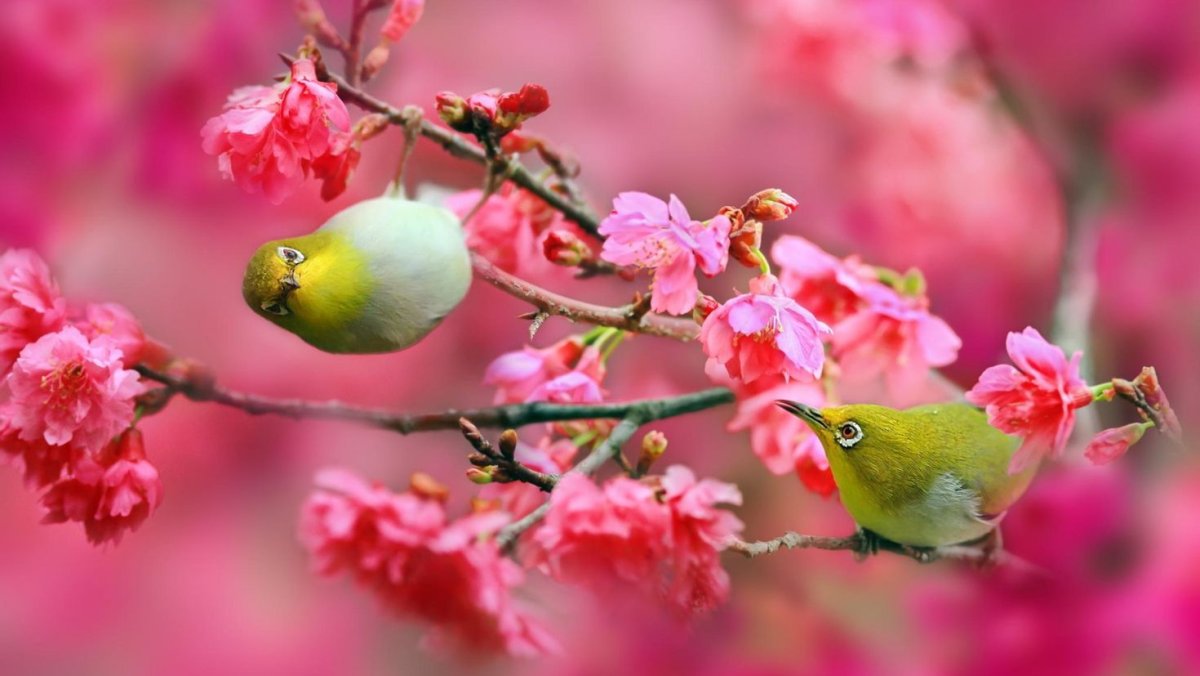 Весна природа