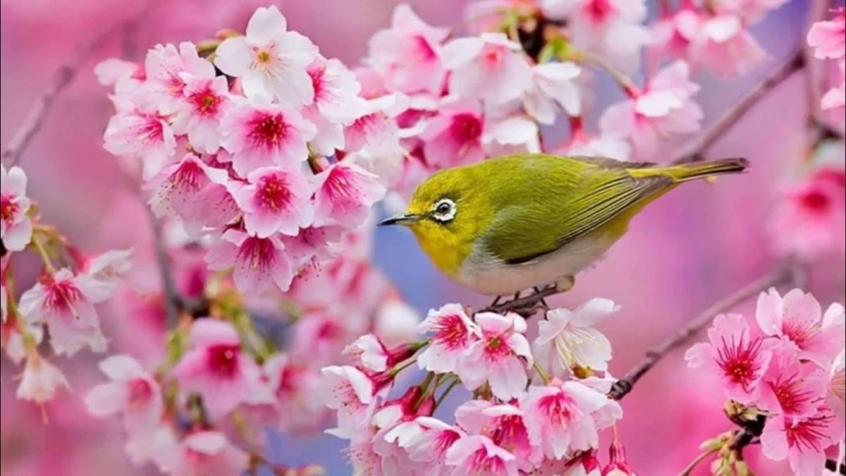 Птицы на Сакуре