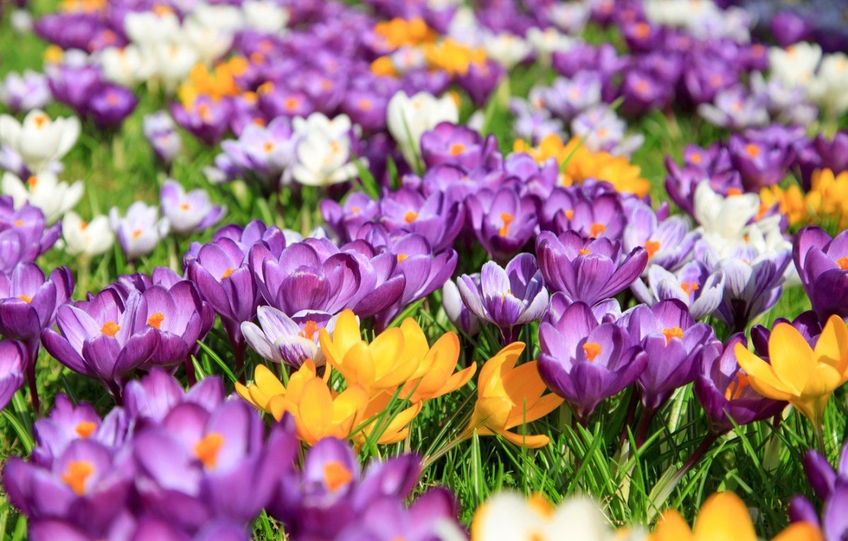 Яркие весенние цветы